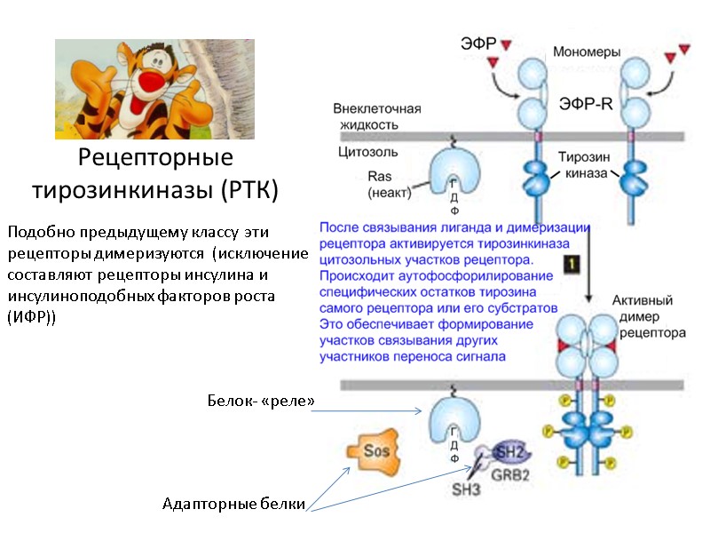 Рецепторные тирозинкиназы (РТК) Адапторные белки   Подобно предыдущему классу эти рецепторы димеризуются 